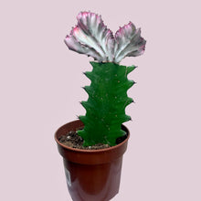 Load image into Gallery viewer, 4&quot; Coral Cactus
