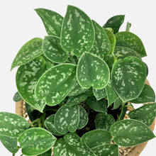 Load image into Gallery viewer, 6&quot; Satin Pothos
