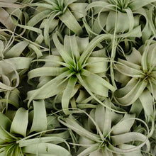 Load image into Gallery viewer, Tillandsia Xerographica (XL)
