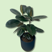 Load image into Gallery viewer, 10&quot; Ficus Burgundy
