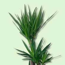 Load image into Gallery viewer, 10&quot; Yucca Cane
