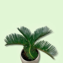 Load image into Gallery viewer, 6&quot; Sago Palm
