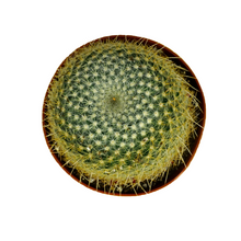 Load image into Gallery viewer, Barrel Cactus
