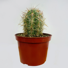 Load image into Gallery viewer, Old Man Cactus
