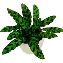 Load image into Gallery viewer, 4&quot; Calathea Rattlesnake
