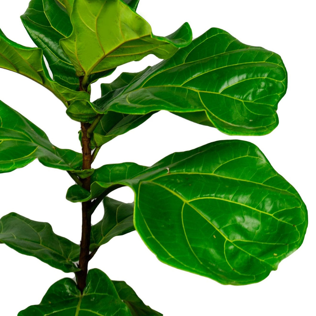 Fiddle Leaf Fig (XL)