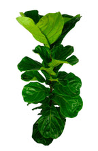 Load image into Gallery viewer, Fiddle Leaf Fig (XL)
