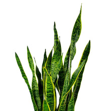 Load image into Gallery viewer, 10&quot; Snake Plant Laurentii
