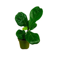Load image into Gallery viewer, 4&quot; Fiddle Leaf Fig
