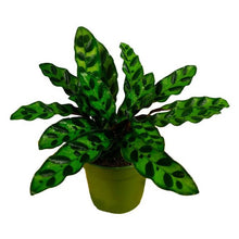 Load image into Gallery viewer, 4&quot; Calathea Rattlesnake
