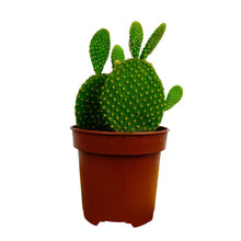 Load image into Gallery viewer, Bunny Ears Cactus
