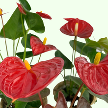 Load image into Gallery viewer, Anthurium
