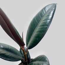 Load image into Gallery viewer, Burgundy Rubber Plant
