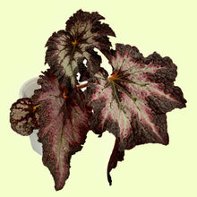 Load image into Gallery viewer, Rex Begonia
