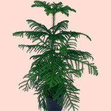 Load image into Gallery viewer, Norfolk Pine XL
