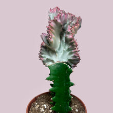 Load image into Gallery viewer, 4&quot; Coral Cactus
