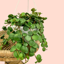 Load image into Gallery viewer, 6&quot; Pepperomia Hope (in hanging basket)
