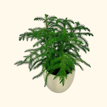 Load image into Gallery viewer, Norfolk Pine - 6&quot;
