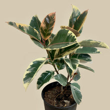 Load image into Gallery viewer, Tineke Variegated Rubber Plant (L)
