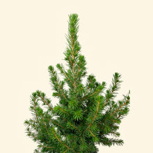 Load image into Gallery viewer, Dwarf Alberta Spruce in Pot
