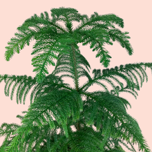 Load image into Gallery viewer, Norfolk Pine XL
