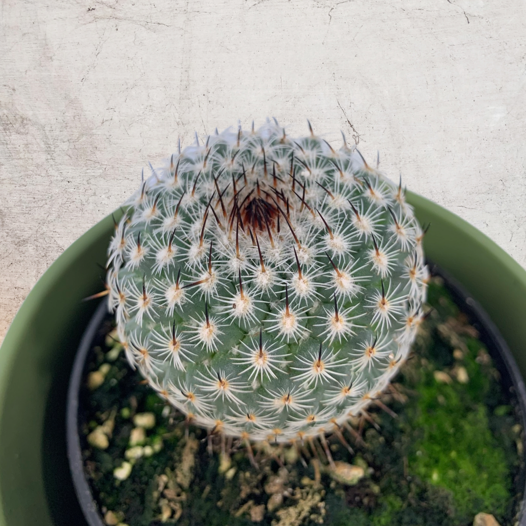 Mini Barrel Cactus