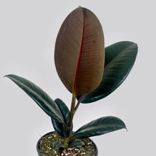 Load image into Gallery viewer, Burgundy Rubber Plant
