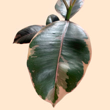Load image into Gallery viewer, Ruby Rubber Plant
