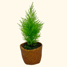 Load image into Gallery viewer, Lemon Cypress - 8&quot;
