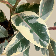 Load image into Gallery viewer, Tineke Variegated Rubber Plant (L)
