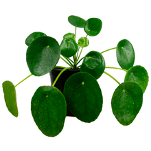 Load image into Gallery viewer, Pilea (Chinese Money Plant)
