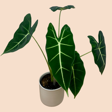 Load image into Gallery viewer, 4&quot; Alocasia Frydek
