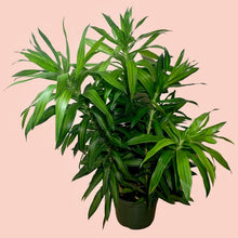 Load image into Gallery viewer, 6&quot; Dracaena Song of Jamaica
