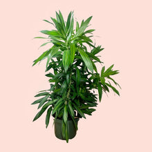 Load image into Gallery viewer, 6&quot; Dracaena Song of Jamaica
